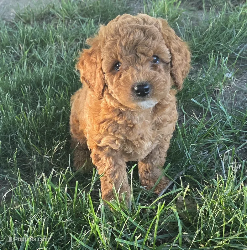 F1b Lala – Miniature Goldendoodle puppy for sale in Goshen, IN