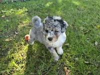 F1b Mikey, a male Miniature Bernedoodle for sale in Goshen, IN – 3 of 10