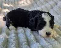 F1b Rickie, a male Miniature Bernedoodle for sale in Goshen, IN – 8 of 10