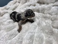 F1b Hank, a male Miniature Bernedoodle for sale in Goshen, IN – 5 of 7