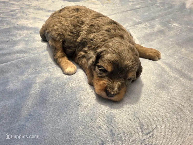 F1b Jack – Miniature Bernedoodle puppy for sale in Goshen, IN