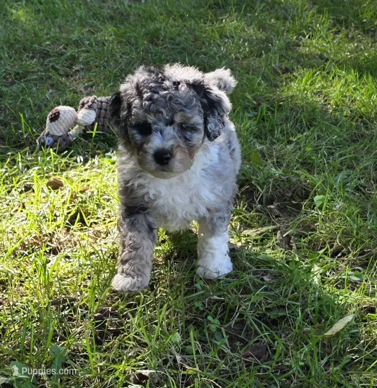 F1b Mikey – Miniature Bernedoodle puppy for sale in Goshen, IN