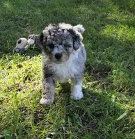 F1b Mikey, a male Miniature Bernedoodle for sale in Goshen, IN – 1 of 10