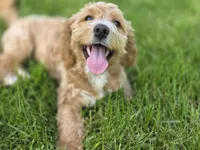 F1b Mae, a female Miniature Bernedoodle for sale in Goshen, IN – 2 of 9