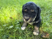 F1b mini Boomer, a female Miniature Bernedoodle for sale in Goshen, IN – 2 of 3