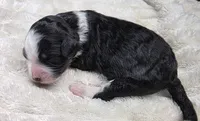 F1b Bessie, a female Miniature Bernedoodle for sale in Goshen, IN – 6 of 8
