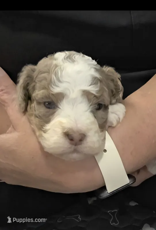 F1b Dolly – Miniature Bernedoodle puppy for sale in Goshen, IN