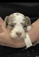 F1b Dolly, a female Miniature Bernedoodle for sale in Goshen, IN – 6 of 10