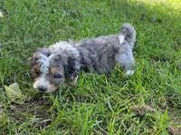 F1b Darling, a male Miniature Bernedoodle for sale in Goshen, IN – 4 of 10