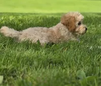 F1b Hank, a male Cavapoo for sale in Goshen, IN – 3 of 9
