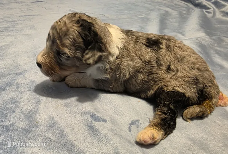 F1b Mikey – Miniature Bernedoodle puppy for sale in Goshen, IN