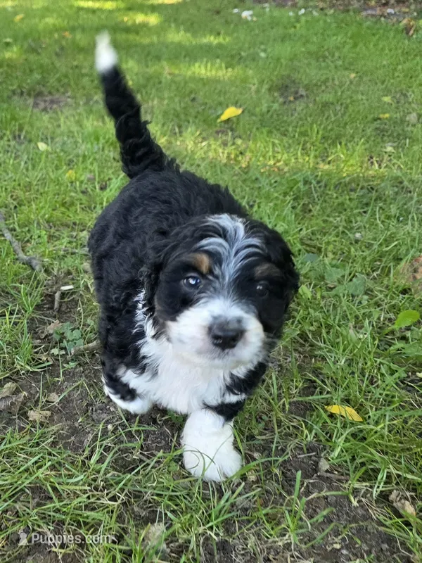 F1b Bessie – Miniature Bernedoodle puppy for sale in Goshen, IN