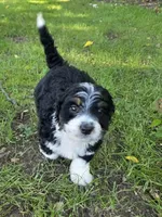 F1b Bessie, a female Miniature Bernedoodle for sale in Goshen, IN – 1 of 9