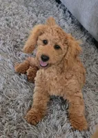 F1b Teddy, a male Miniature Goldendoodle for sale in Goshen, IN – 2 of 6