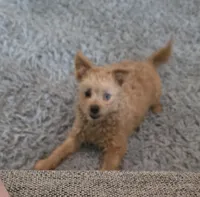Murphy, a male Pomapoo for sale in Goshen, IN – 2 of 5