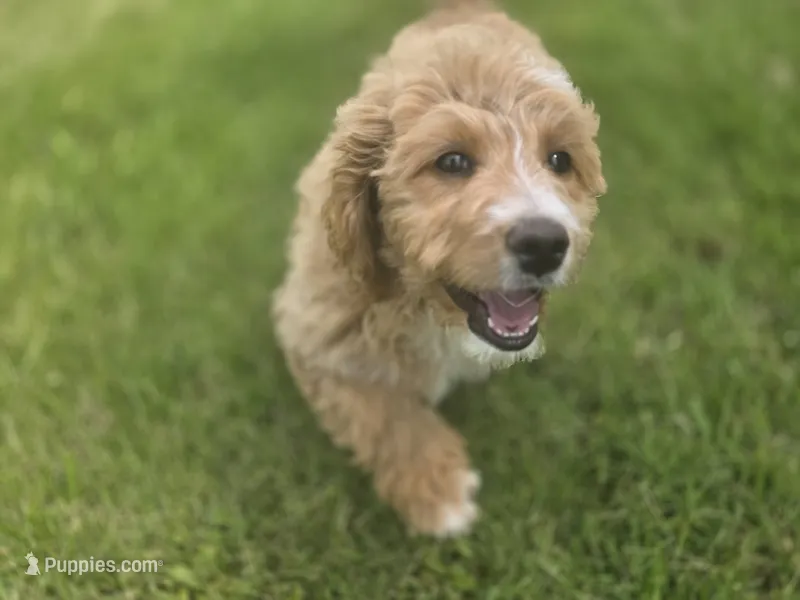 F1b Mae – Miniature Bernedoodle puppy for sale in Goshen, IN