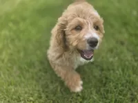 F1b Mae, a female Miniature Bernedoodle for sale in Goshen, IN – 5 of 9