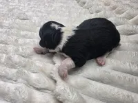 Moose, a male Miniature Bernedoodle for sale in Goshen, IN – Photo 2 of 3