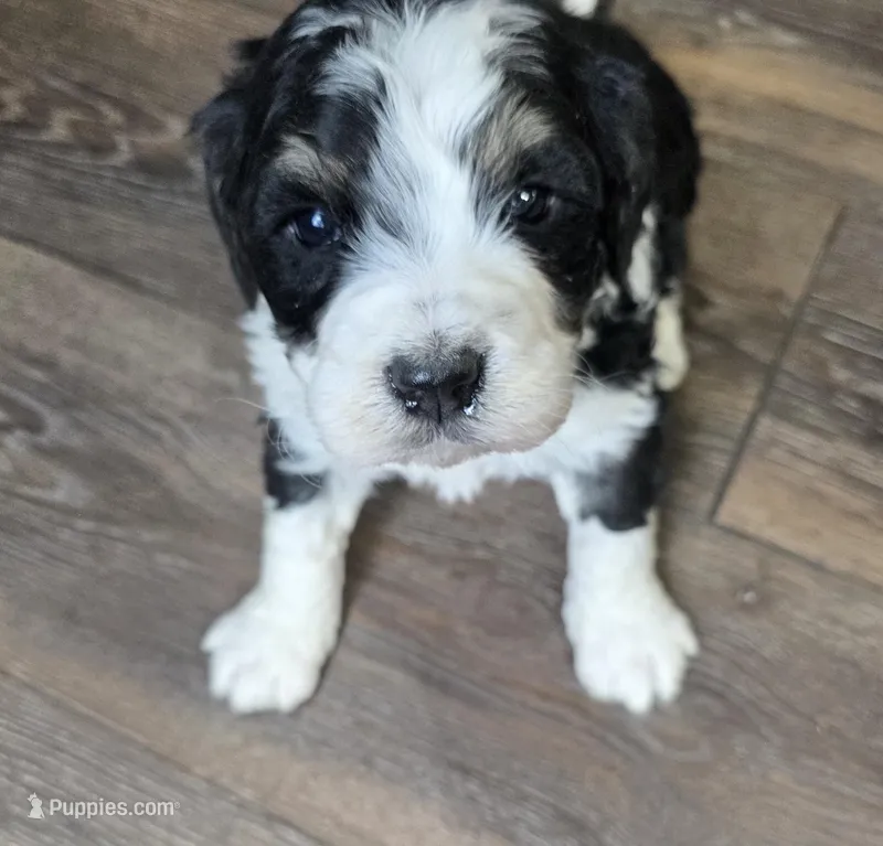 Moose – Miniature Bernedoodle puppy for sale in Goshen, IN