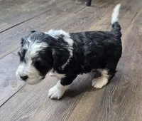F1b Moose, a male Miniature Bernedoodle for sale in Goshen, IN – Photo 4 of 10