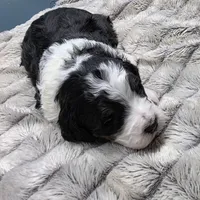 F1b Moose, a male Miniature Bernedoodle for sale in Goshen, IN – Photo 6 of 10