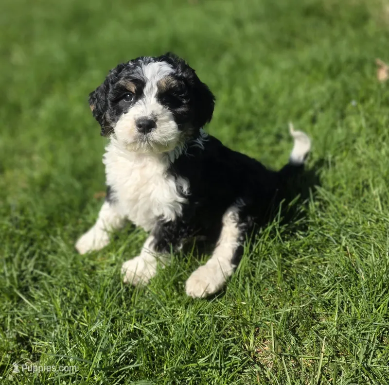 F1b Moose – Miniature Bernedoodle puppy for sale in Goshen, IN