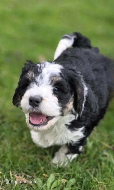 Moose – Miniature Bernedoodle puppy for sale in Goshen, IN