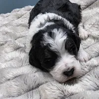 F1b Moose, a male Miniature Bernedoodle for sale in Goshen, IN – Photo 9 of 10