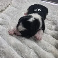F1b Moose, a male Miniature Bernedoodle for sale in Goshen, IN – Photo 7 of 10