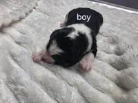 Moose, a male Miniature Bernedoodle for sale in Goshen, IN – Photo 3 of 3
