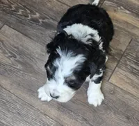 F1b Moose, a male Miniature Bernedoodle for sale in Goshen, IN – Photo 3 of 10