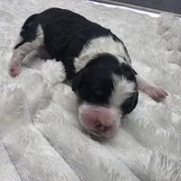 F1b Moose, a male Miniature Bernedoodle for sale in Goshen, IN – Photo 5 of 10