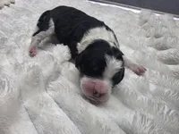 Moose, a male Miniature Bernedoodle for sale in Goshen, IN – Photo 1 of 3