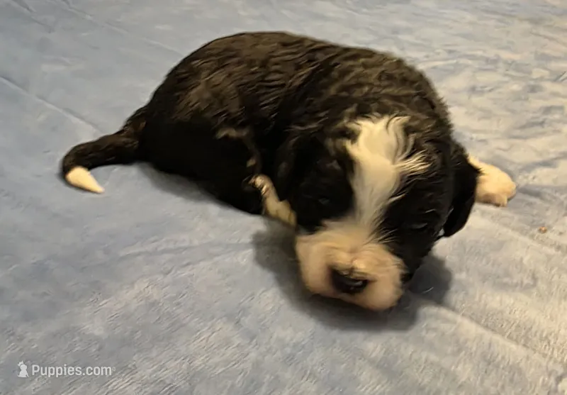 F1b Rickie – Miniature Bernedoodle puppy for sale in Goshen, IN