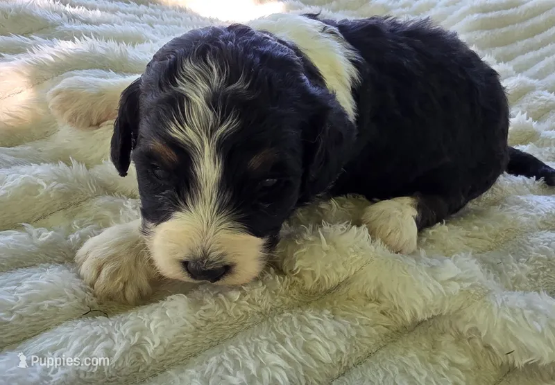 F1b Bessie – Miniature Bernedoodle puppy for sale in Goshen, IN