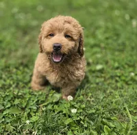 F1b Leo, a male Miniature Goldendoodle for sale in Goshen, IN – 2 of 4