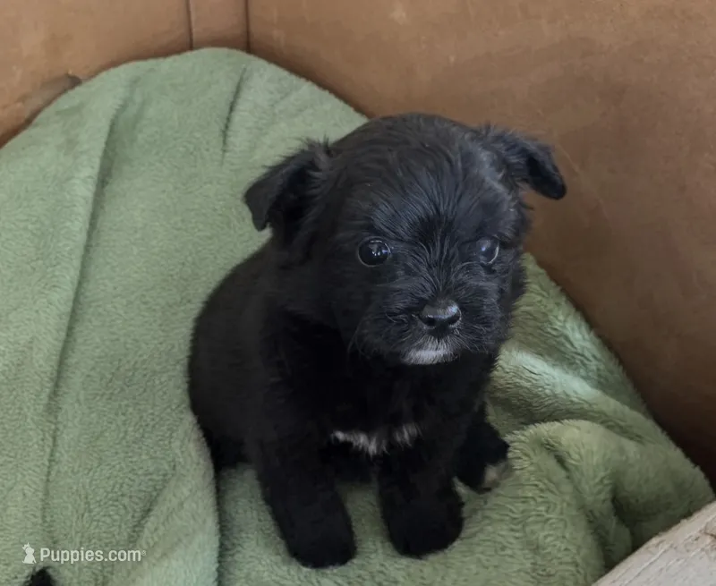 Jake, a male Pomapoo for sale in Goshen, IN – 1 of 2