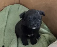 Jake, a male Pomapoo for sale in Goshen, IN – 1 of 2