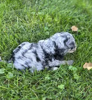 F1b Hank, a male Miniature Bernedoodle for sale in Goshen, IN – 6 of 9