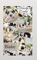Blake- Male Parti Yorkie, a male Yorkshire Terrier for sale in Casa Grande, AZ – 2 of 10