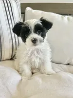 Toby-Male Parti Yorkshire Terrier , a male Yorkshire Terrier for sale in Casa Grande, AZ – 3 of 10
