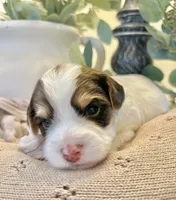 George-Male Chocolate Parti Yorkie , a male Yorkshire Terrier for sale in Casa Grande, AZ – 5 of 10