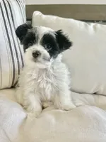 Toby-Male Parti Yorkshire Terrier , a male Yorkshire Terrier for sale in Casa Grande, AZ – 2 of 10