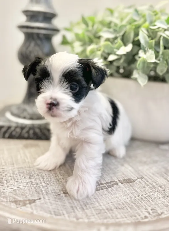 Toby- Male Parti Yorkie – Yorkshire Terrier puppy for sale in Casa Grande, AZ