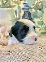 Luke- Male Parti Yorkie , a male Yorkshire Terrier for sale in Casa Grande, AZ – 8 of 10