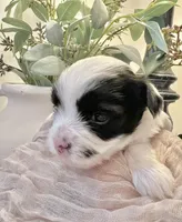 Toby- Male Parti Yorkie, a male Yorkshire Terrier for sale in Casa Grande, AZ – 10 of 10