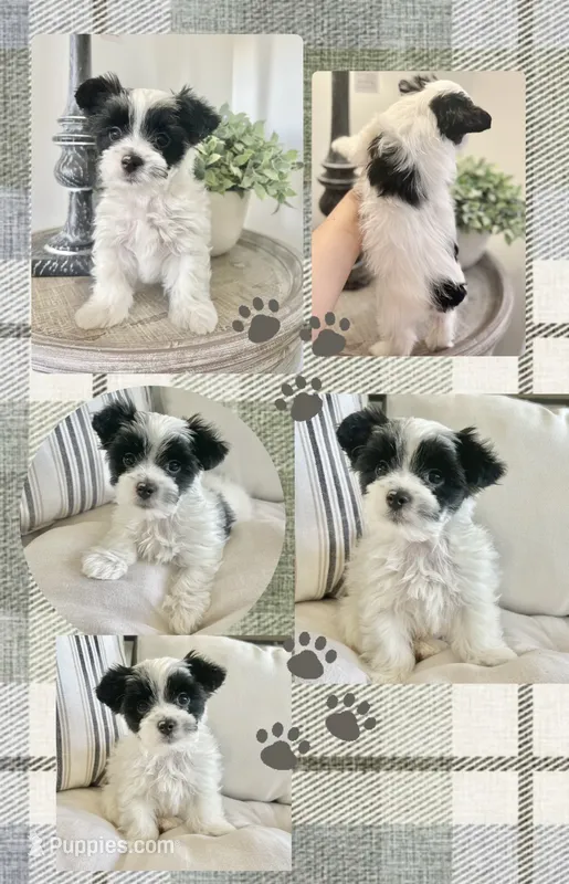 Toby-Male Parti Yorkshire Terrier  – Yorkshire Terrier puppy for sale in Casa Grande, AZ