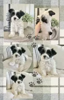 Toby-Male Parti Yorkshire Terrier , a male Yorkshire Terrier for sale in Casa Grande, AZ – 1 of 10
