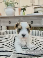 HOLD— Blake—Male Parti Yorkie, a male Yorkshire Terrier for sale in Casa Grande, AZ – 2 of 10