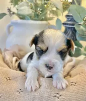 Blake- Male Parti Yorkie, a male Yorkshire Terrier for sale in Casa Grande, AZ – 4 of 10